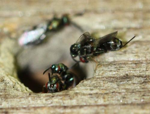 Monodontomerus sp.